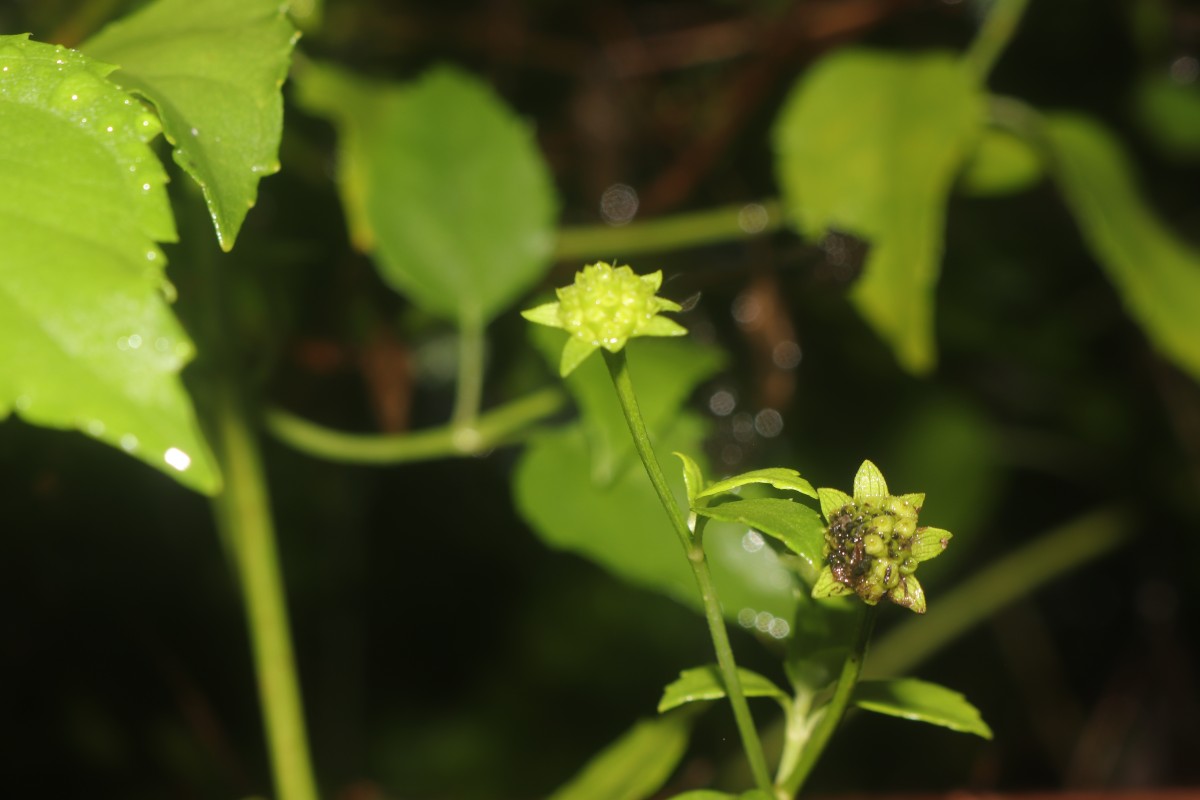 Wollastonia biflora (L.) DC.